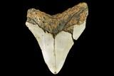 Fossil Megalodon Tooth - North Carolina #108999-2